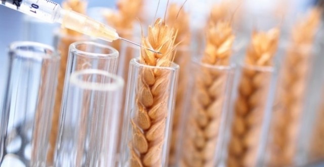 A Monsanto à conquista do Alqueva