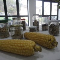 Colher Para Semear: defesa e ilustração da agroecologia