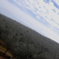 Escravatura nos campos do sul