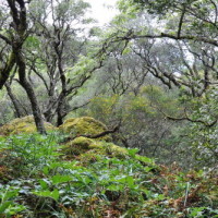 A floresta que nos resta