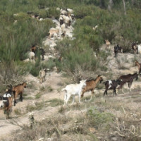 A Lei (da degeneração) dos Baldios