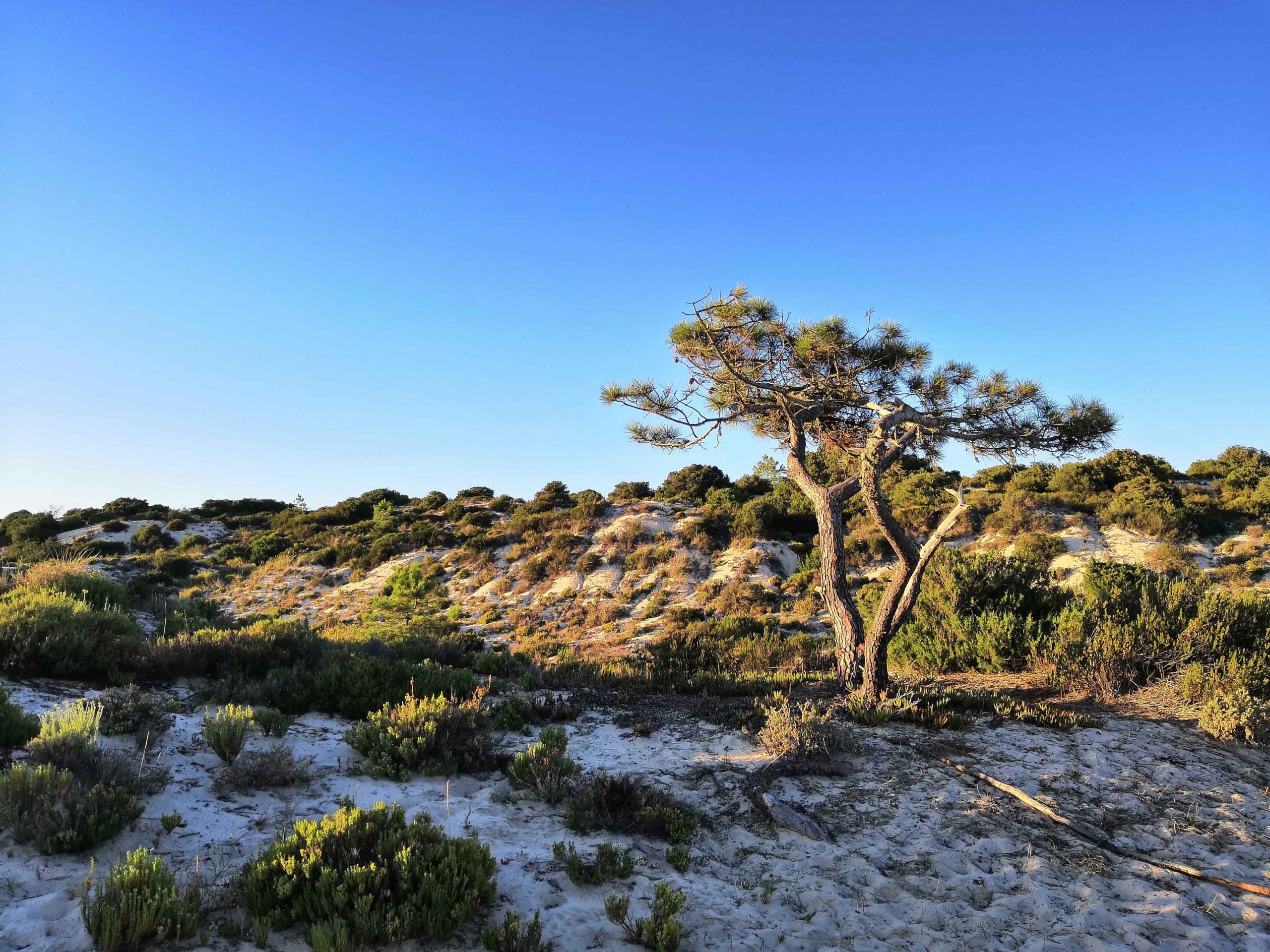 Grandes projectos turístico-imobiliários ameaçam a orla costeira entre Tróia e Melides