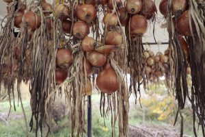 Agroecologia