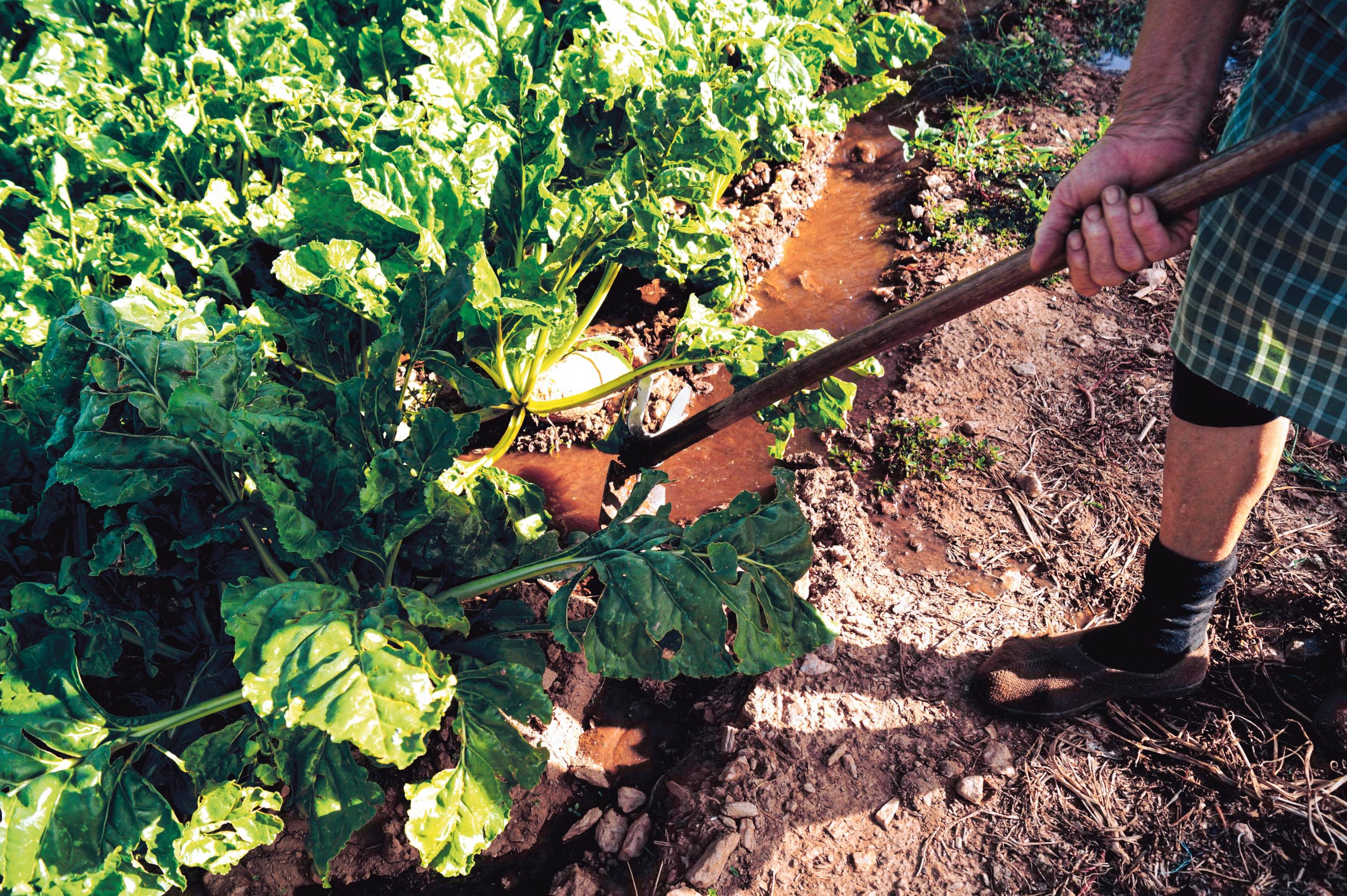 Cultivar à Margem – Hortografias