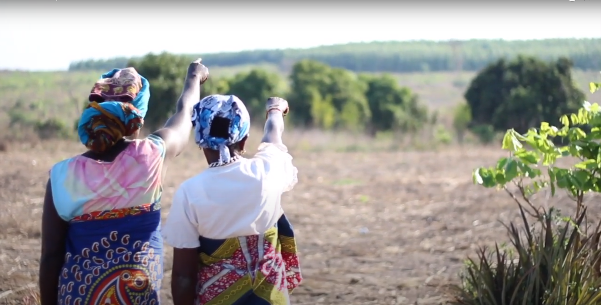 Floresta Colonial: a eucaliptização de Moçambique
