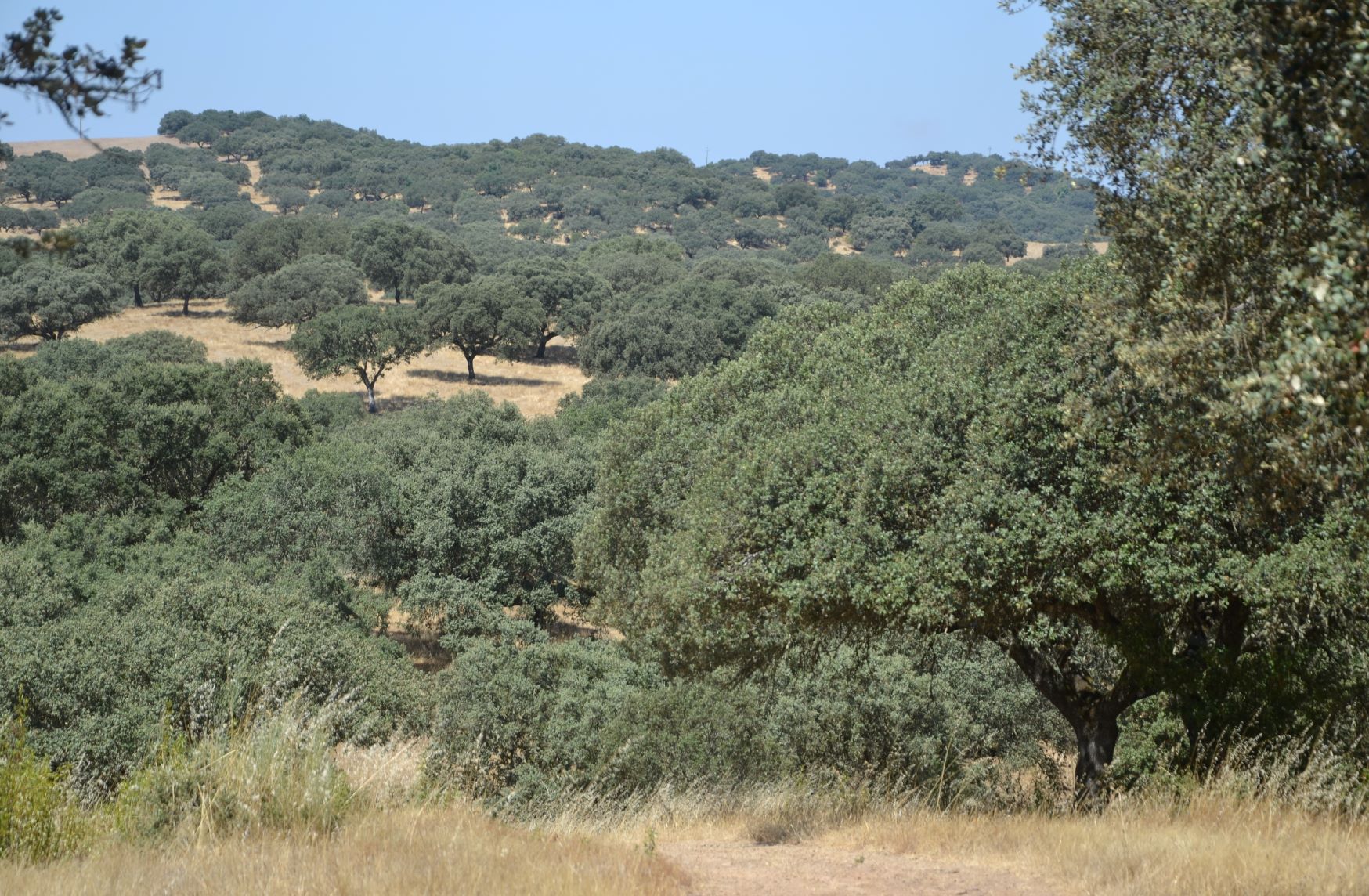 Domingos Patacho/Quercus