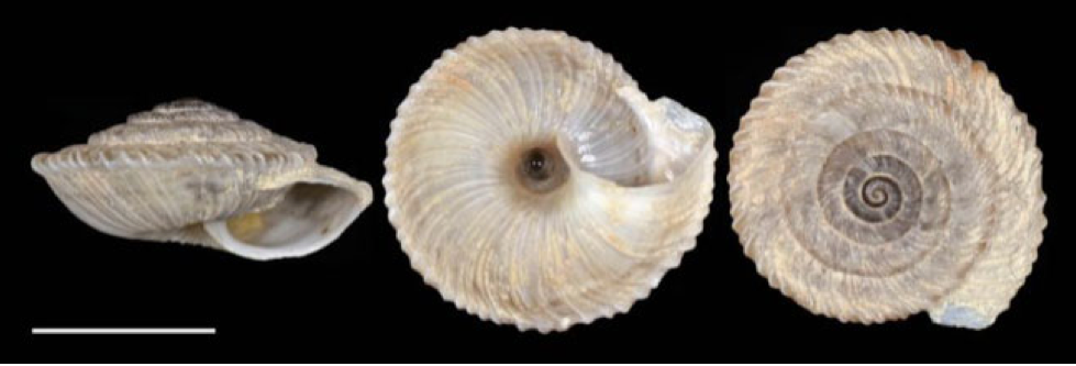 Candidula Setubalensis